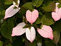 Actinidia kolomikta Dr Szymanowski IMG_6681 Aktinidia pstrolistna